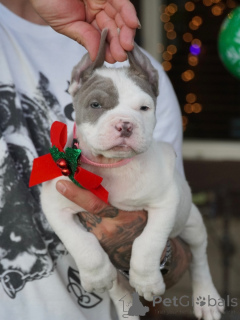 Foto №3. Strahlende Augen, mutiges Herz Nova erstrahlt jeden Moment. Schweden