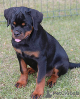 Foto №4. Ich werde verkaufen rottweiler in der Stadt Loznica.  - preis - verhandelt