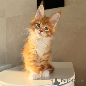 Foto №1. maine-coon-katze - zum Verkauf in der Stadt Stockholm | verhandelt | Ankündigung № 171098