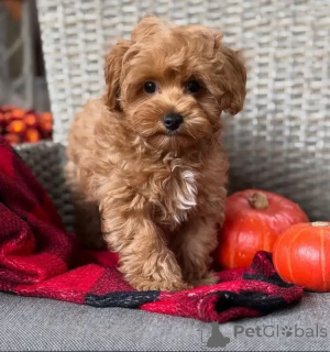 Foto №3. Verspielte Maltipoo-Welpen, hypoallergen und familienfreundlich. Deutschland