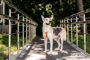 Zusätzliche Fotos: Gemischter Deutscher Schäferhund Graf in guten Händen