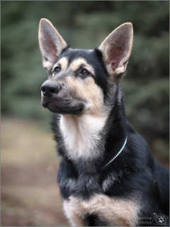 Foto №2 zu Ankündigung № 6131 zu verkaufen osteuropäischer schäferhund - einkaufen Russische Föderation vom kindergarten