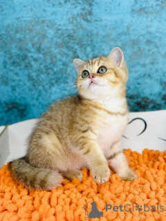 Foto №2 zu Ankündigung № 145302 zu verkaufen schottische faltohrkatze - einkaufen Ukraine züchter