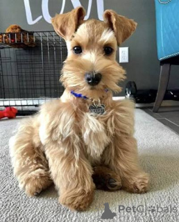 Foto №1. schnauzer - zum Verkauf in der Stadt Londoner Bezirk von Haringey | verhandelt | Ankündigung № 173098