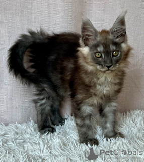 Foto №4. Ich werde verkaufen maine-coon-katze in der Stadt Lublin. züchter - preis - 1000€