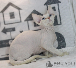 Foto №3. Devon Rex. Deutschland