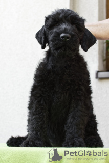 Foto №4. Ich werde verkaufen russischer schwarzer terrier in der Stadt Jaworze. züchter - preis - verhandelt