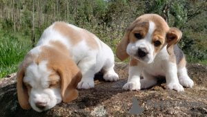 Zusätzliche Fotos: Wunderschöne Beagle-Welpen zu verkaufen