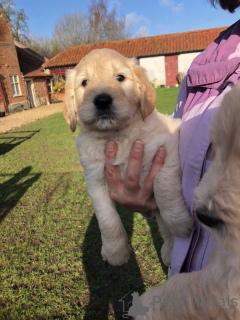 Foto №2 zu Ankündigung № 168379 zu verkaufen golden retriever - einkaufen Schweden quotient 	ankündigung, züchter