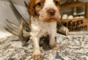 Foto №2 zu Ankündigung № 129104 zu verkaufen american bully - einkaufen Finnland züchter