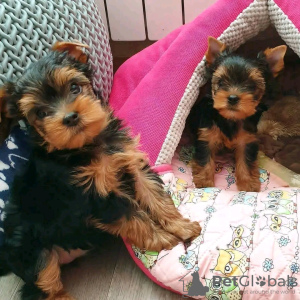 Foto №1. yorkshire terrier - zum Verkauf in der Stadt Helsinki | 350€ | Ankündigung № 116780