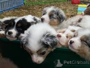Foto №1. australian shepherd - zum Verkauf in der Stadt Gehe | 800€ | Ankündigung № 167113