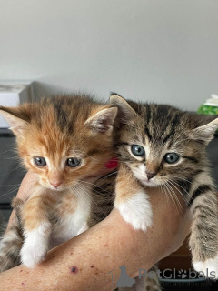 Foto №1. europäisch kurzhaar - zum Verkauf in der Stadt Stockholm | verhandelt | Ankündigung № 161095