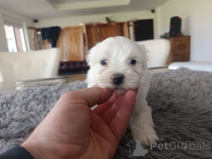 Foto №3. Chiot Bichon Frisé ein Donner. Belgien
