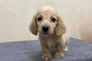 Foto №3. Dackelwelpe zur Adoption verfügbar. Deutschland