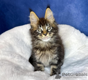 Foto №1. maine-coon-katze - zum Verkauf in der Stadt New York | 284€ | Ankündigung № 114861