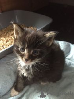 Foto №1. ragdoll-katze - zum Verkauf in der Stadt Balta | 300€ | Ankündigung № 165874