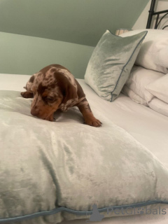 Foto №1. deerhound - zum Verkauf in der Stadt Ankum | 380€ | Ankündigung № 166923