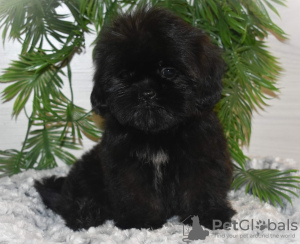 Foto №2 zu Ankündigung № 133902 zu verkaufen shih tzu - einkaufen Russische Föderation quotient 	ankündigung
