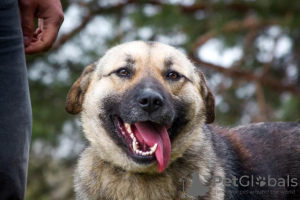 Foto №4. Ich werde verkaufen mischlingshund in der Stadt Москва. quotient 	ankündigung - preis - Frei