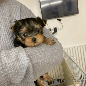 Foto №2 zu Ankündigung № 133370 zu verkaufen yorkshire terrier - einkaufen Deutschland quotient 	ankündigung