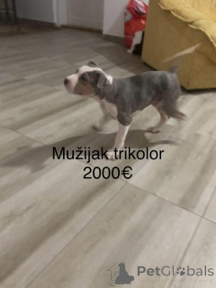 Foto №3. Pitbull-Terrier. Serbien