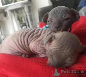 Foto №4. Ich werde verkaufen sphynx-katze in der Stadt Wolfsburg.  - preis - verhandelt