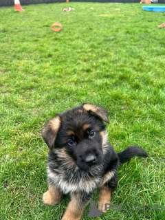 Foto №1. deutscher schäferhund - zum Verkauf in der Stadt Berlin | verhandelt | Ankündigung № 140711