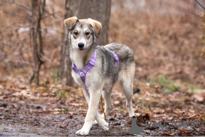 Foto №3. Der liebevolle Babystrahl sucht nach einer Familie.. Russische Föderation