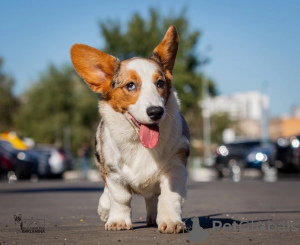 Foto №4. Ich werde verkaufen welsh corgi in der Stadt Москва. züchter - preis - verhandelt