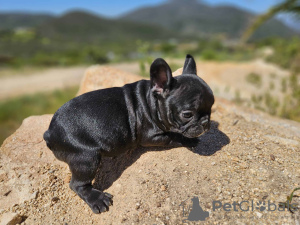 Foto №2 zu Ankündigung № 105754 zu verkaufen französische bulldogge - einkaufen USA quotient 	ankündigung