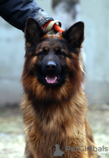 Foto №1. deutscher schäferhund - zum Verkauf in der Stadt Калифорния Сити | 568€ | Ankündigung № 80639