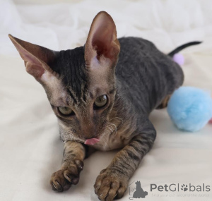 Foto №1. cornish rex - zum Verkauf in der Stadt Gerlafingen | 350€ | Ankündigung № 178750
