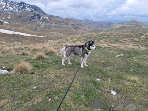 Foto №4. Ich werde verkaufen siberian husky in der Stadt Bar. quotient 	ankündigung - preis - Frei