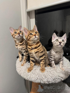 Foto №1. bengal katzenrasse - zum Verkauf in der Stadt Neuchâtel | 750€ | Ankündigung № 152663