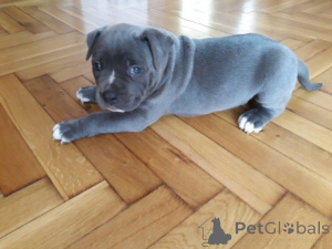 Foto №1. american pit bull terrier - zum Verkauf in der Stadt Amberg | verhandelt | Ankündigung № 167886