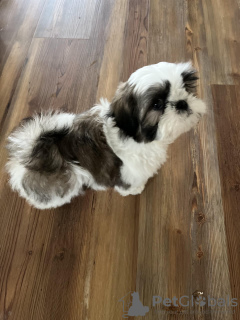 Foto №2 zu Ankündigung № 133511 zu verkaufen mischlingshund - einkaufen USA züchter