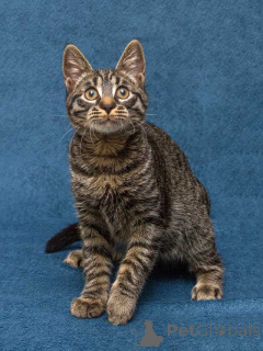 Foto №2 zu Ankündigung № 163837 zu verkaufen  - einkaufen Russische Föderation quotient 	ankündigung