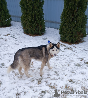 Zusätzliche Fotos: Siberian Husky-Welpen zu verkaufen