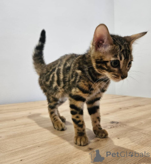 Foto №2 zu Ankündigung № 159621 zu verkaufen bengal katzenrasse - einkaufen Deutschland quotient 	ankündigung