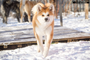 Foto №2 zu Ankündigung № 3911 zu verkaufen akita - einkaufen Russische Föderation vom kindergarten, züchter