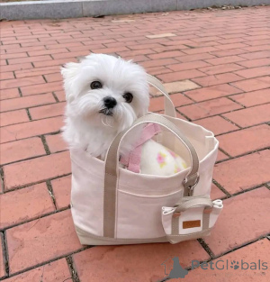 Foto №1. malteser - zum Verkauf in der Stadt Helsinki | 450€ | Ankündigung № 165346