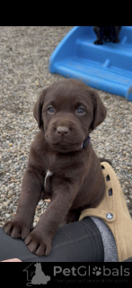 Foto №2 zu Ankündigung № 168393 zu verkaufen labrador retriever - einkaufen Niederlande züchter