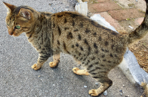 Foto №2. Service des Handlers in Polen. Price - 30€. Ankündigung № 698