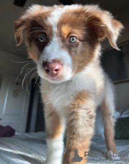 Foto №2 zu Ankündigung № 111772 zu verkaufen anatolischer hirtenhund - einkaufen Bulgarien quotient 	ankündigung