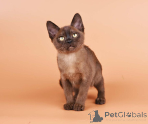 Foto №1. burma-katze - zum Verkauf in der Stadt Berchtesgaden | 350€ | Ankündigung № 173520