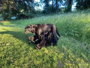 Foto №1. labrador retriever - zum Verkauf in der Stadt Филадельфия | 663€ | Ankündigung № 108831