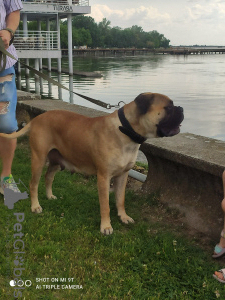 Foto №1. bullmastiff - zum Verkauf in der Stadt Subotica | 500€ | Ankündigung № 105253