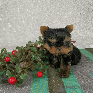 Foto №3. Entzückende Yorkshire-Terrier-Welpen suchen ein liebevolles Zuhause!. Deutschland