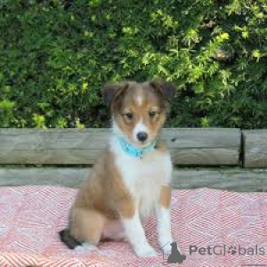 Foto №4. Ich werde verkaufen shetland sheepdog in der Stadt Rotterdam. quotient 	ankündigung, züchter - preis - 700€